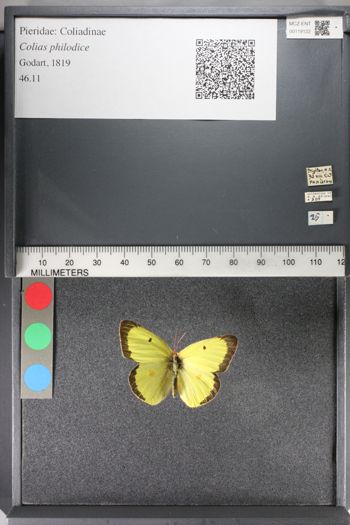 Media type: image;   Entomology 119122